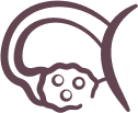 Polycystic Ovary Syndrome